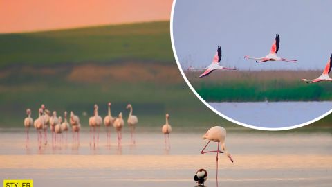 Рожеві фламінго пролетіли над Дунайським заповідником: неймовірної краси фото