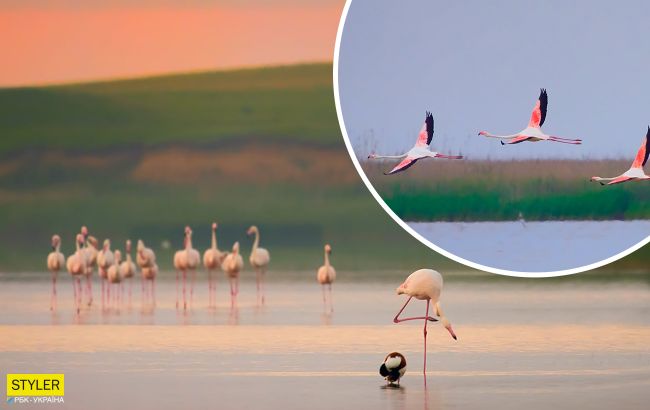 Рожеві фламінго пролетіли над Дунайським заповідником: неймовірної краси фото