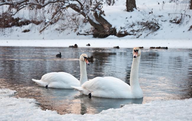 В пруду в Черновицкой области погибло более 20 лебедей