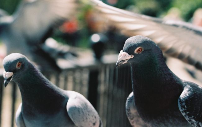 Раздражают стаи голубей вокруг дома? Эти 2 вида семян в кормушке навсегда их отпугнут