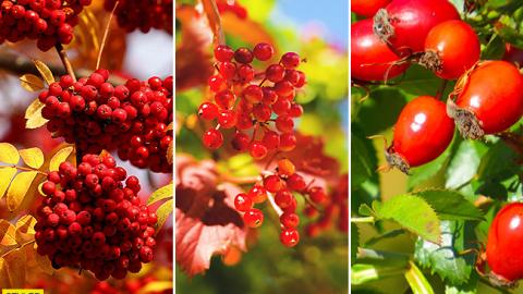 Принесуть багато користі: вчені назвали осінні ягоди, які допоможуть зміцнити здоров'я