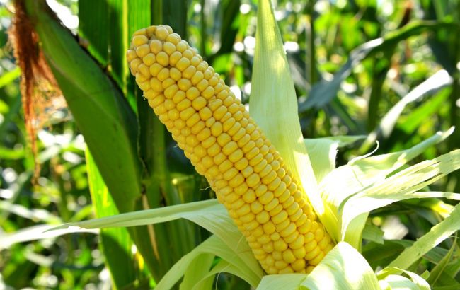 Кения купит у Украины 450 тысяч тонн кукурузы, - Bloomberg