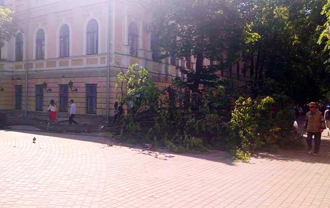 У центрі Вінниці на дитину впало дерево
