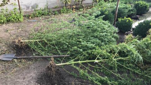 Полиция изъяла у харьковчанина 14 килограммов конопли