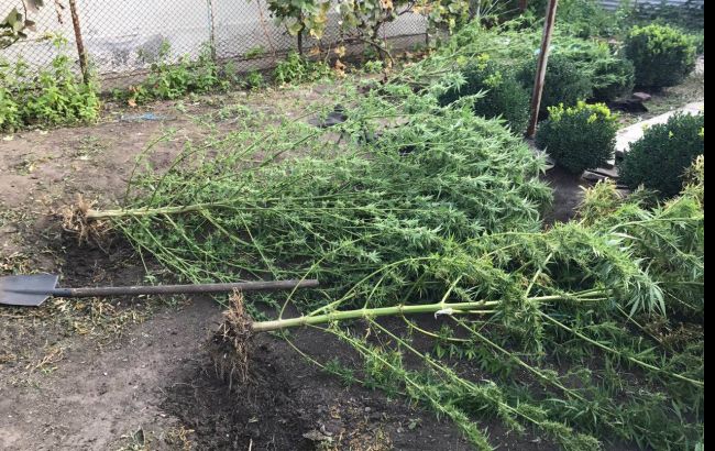Полиция изъяла у харьковчанина 14 килограммов конопли