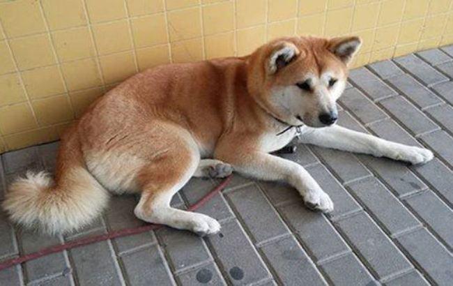 Современная Хатико: собака неделю ждала хозяйку на крыльце больницы