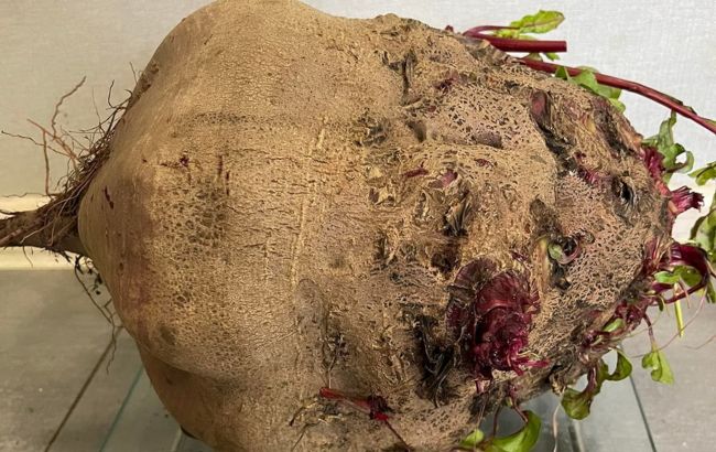 Без единых добавок. В Украине вырастили гигантскую свеклу (фото)