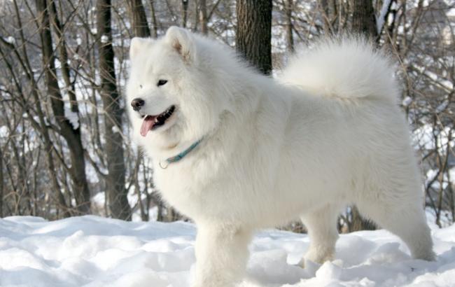 Топ-10 найдорожчих собак у світі (фото)