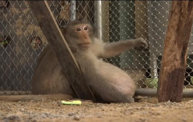 В Таиланде спасают от гибели перекормленную туристами обезьяну
