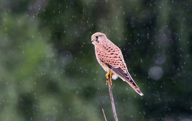 Погода на завтра: в Україні місцями дощі з мокрим снігом, температура до +11
