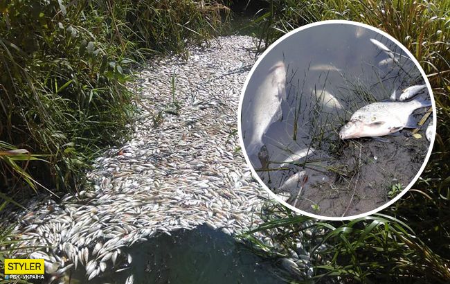 Екологічна катастрофа в Харкові: екологи в паніці через мор риби