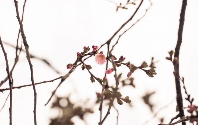 В Мукачево расцвела "безумная" сакура: когда будет пик сезона