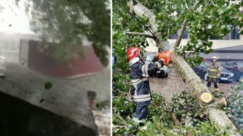 Летали деревья и крыши: под Запорожьем пронесся мощный ураган (видео)