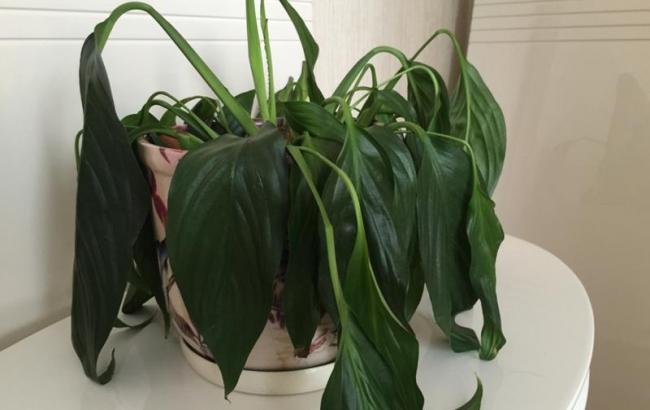 Під час розповіді про кандидатів "Єдиної Росії" на посаду губернатора зів'яв квітка