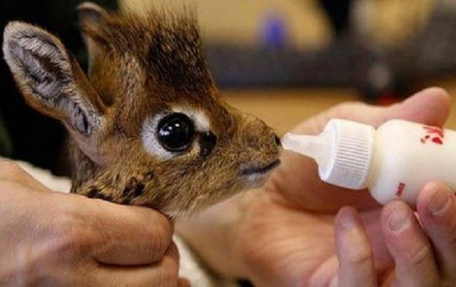 В Одеському зоопарку на світ з'явилось дитинча антилопи