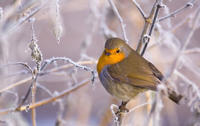 Погода на сьогодні: в Україні без опадів, температура до +11