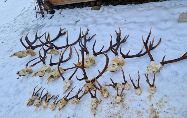 В заповеднике на Прикарпатье браконьеры убили благородного оленя