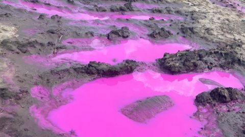 Розовые лужи на поле возле Ровно: названа возможная причина