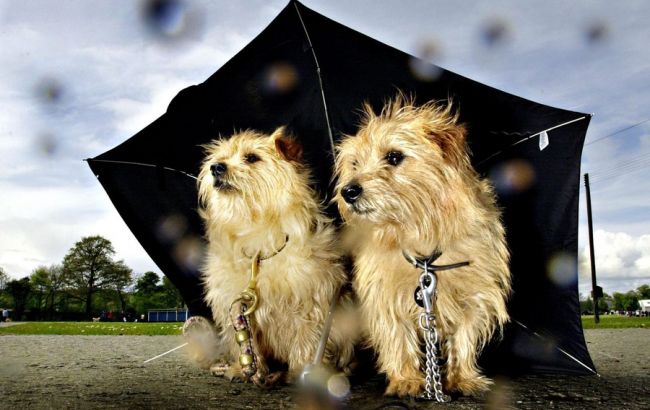 Погода на сьогодні: в Україні місцями мокрий сніг, температура до +9