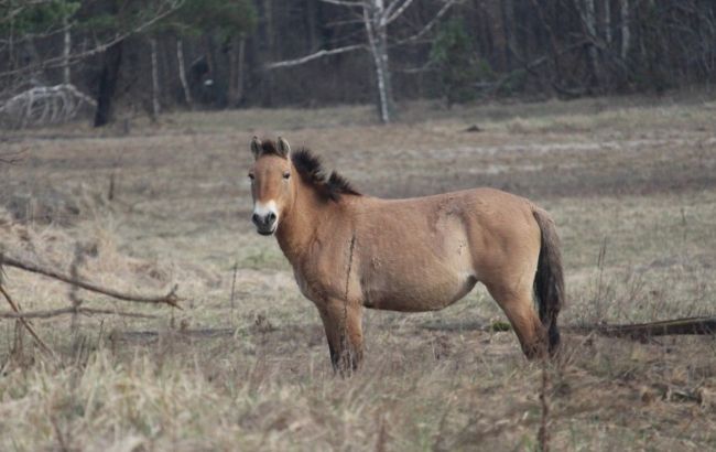 Чи є мутанти у Чорнобильській зоні? Науковець розповів, що відбувається з тваринами