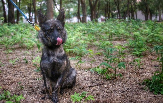 "Пушистого" друга украинских моряков вырвали из российского плена (фото)