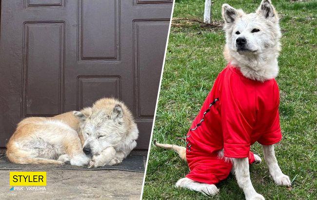 "Макаровский Хатико": пес, который месяц ждал погибшую хозяйку, обрел новую семью