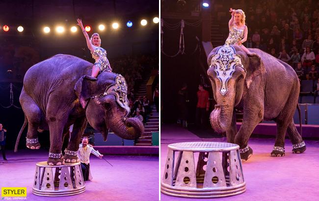 "Прости, Майя! Мы не смогли": в сети сообщили о гибели известной цирковой слонихи