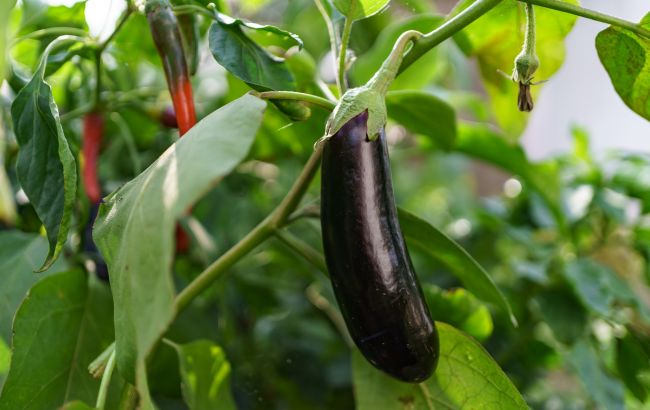 Які баклажани у 2025 році дали найсмачніший врожай: городники назвали сорти-фаворити