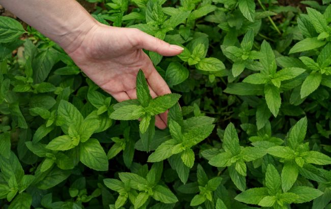 Ця рослина покращує травлення та стан мозку: є у багатьох на городі