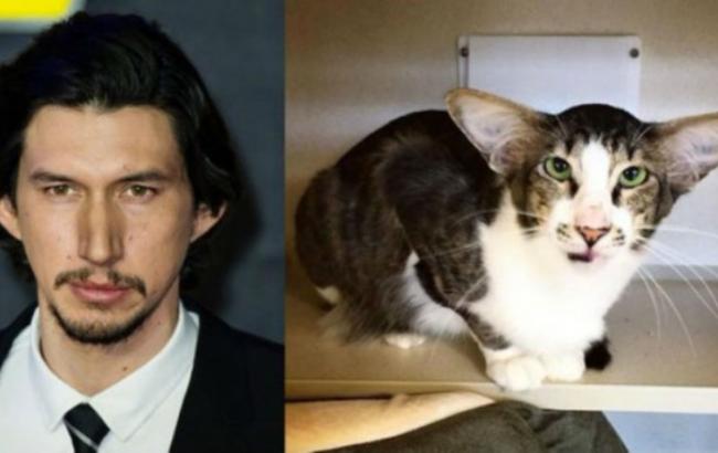 В США нашли кота, напоминающего злодея из "Звездных войн 7"