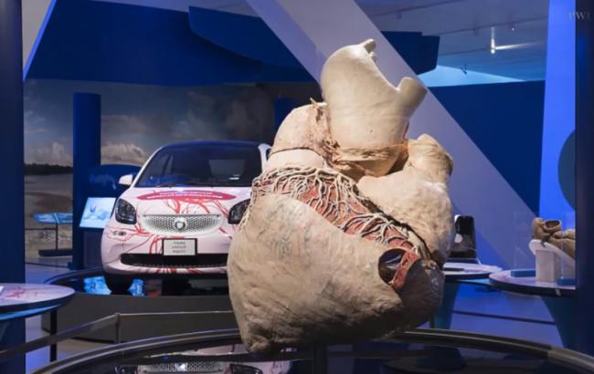 У музеї Канади показали величезне серце вагою в 200 кг