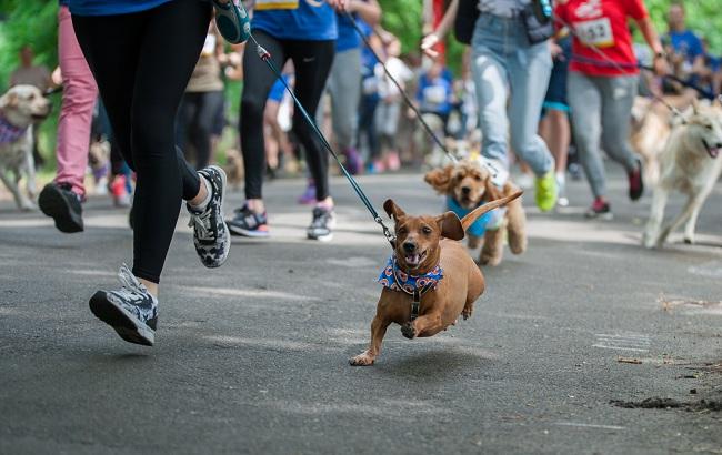 В Киеве установят рекорд самого массового забега с собаками