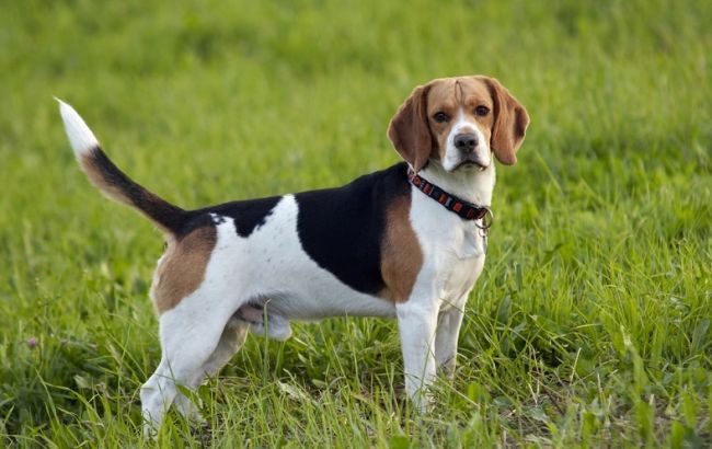 Погода на сегодня: в Украине преимущественно без осадков, температура до +23