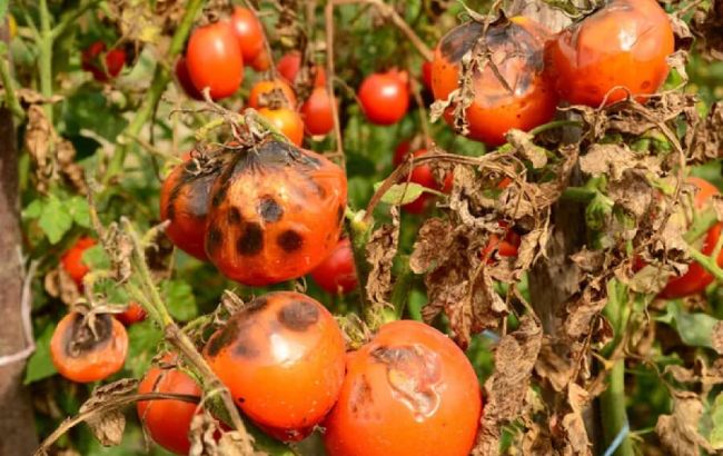 Одна хвороба може знищити весь ваш врожай помідорів у вересні