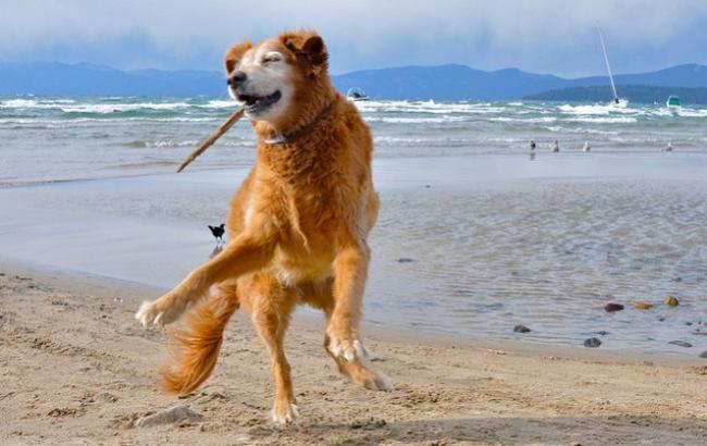 10 собак, которые танцуют лучше вас