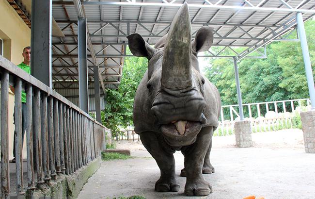 У Києві захворів найстаріший носоріг Європи