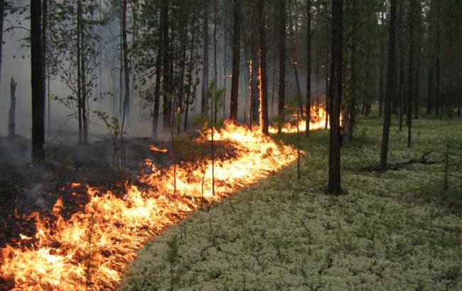 Держлісагенство: у 2015 році кількість пожеж у лісах збільшилася втричі