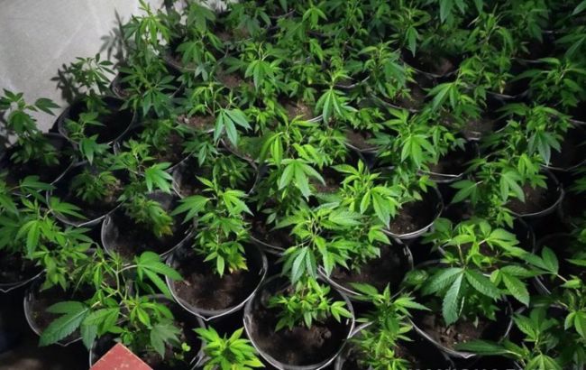 У Чернігівській області викрили плантацію наркотиків на 1 млн грн