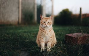 Ветеринар розповіла, чи обов'язково випускати домашніх котів на вулицю