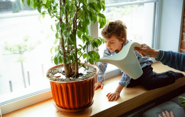 5 рослин, які ідеально підходять для дитячої кімнати