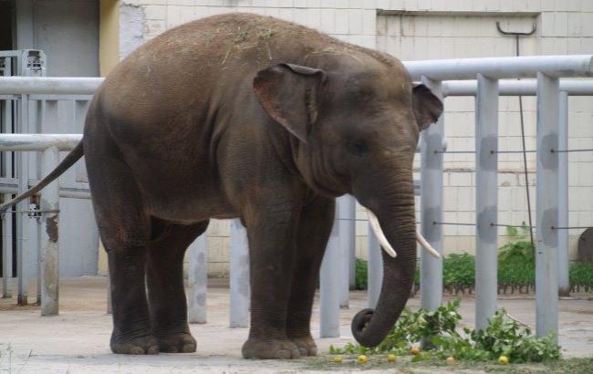 Слон у Київському зоопарку "весело і завзято" відзначив день народження