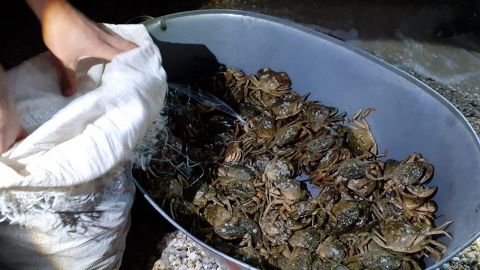 Поліція затримала браконьєрів з червонокнижними крабами на 90 млн гривень