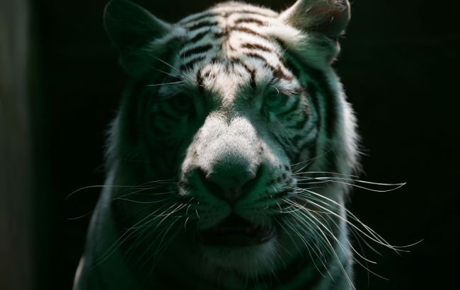 Черный Тигр подарит этим знакам Зодиака денежное везение в 2022-м: Глоба назвал избранных