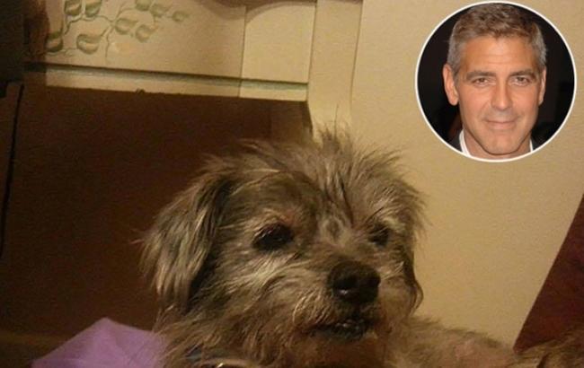 Джордж Клуни подарил родителям пса из приюта