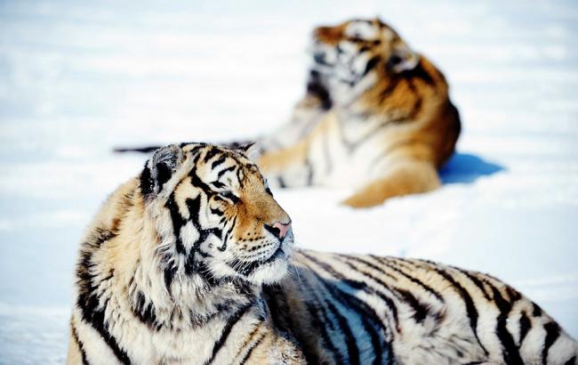 Амурские тигры сбили беспилотник, который их снимал