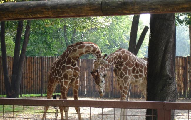 Великі зміни: у Київському зоопарку тварин випустять з клітин