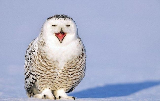 Погода на завтра: в Україні очікується сніг із дощем, температура до -4