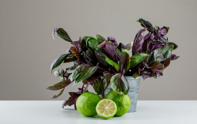 Если нет огорода: как вырастить базилик дома