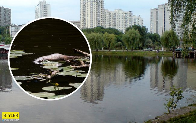Рыба просто сварилась: в Киеве сливают горячие нечистоты в озеро