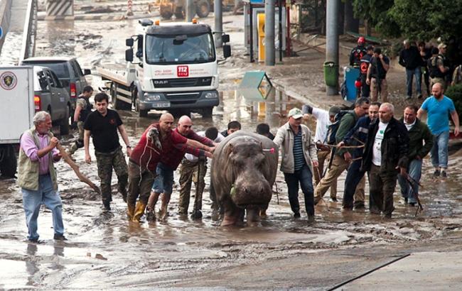 У Тбілісі продовжують вилов тварин, що втекли із зоопарку